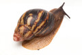 Archachatina marginata egregia Cameroon typ 2e adult, 9cm